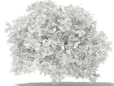 Pomelo Tree 3D model