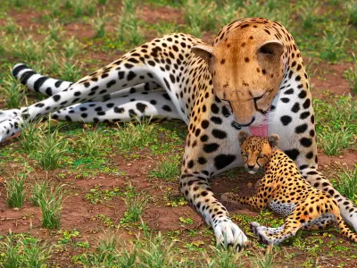  Cheetah Mother and Cub Lying Down 