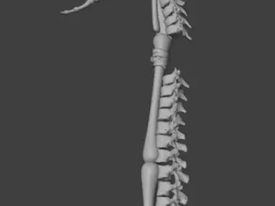 Skull Staff Low-poly 3D model