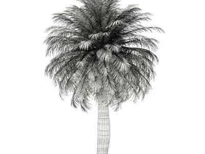 Chilean Wine Palm 3D Model 7m 3D model