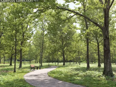 Quercus collection 3D model