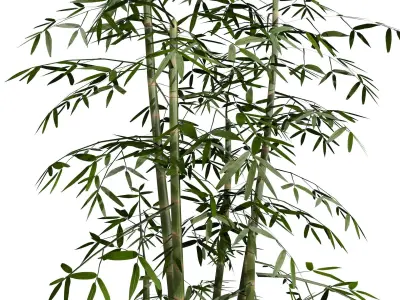 Bamboo Thicket Plant Tree Low Poly Low-poly 3D model