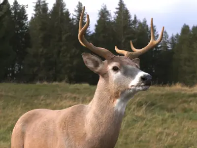  White-Tailed Deer Fur 