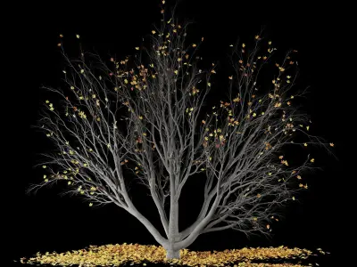 Maple tree-Fall and winter 3D model