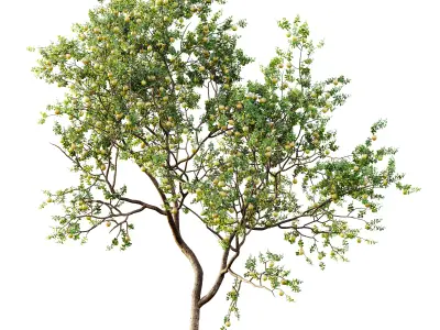 AV Fruit Trees Malus Apple Yellow and Orange Arancio 3D model