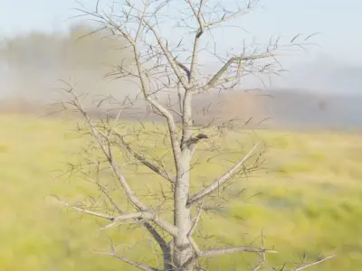 Empress-Tree Package Low-poly 3D model