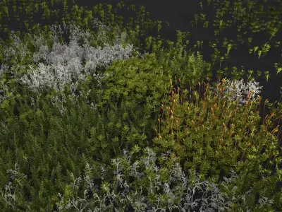 Moss and lichens Low-poly 3D model