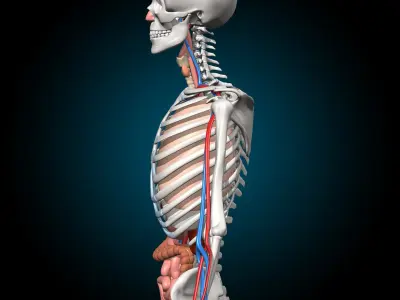  Skeleton and Anatomy 