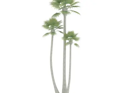 Three Palm Trees 3D model