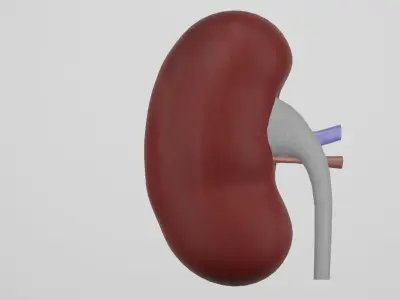 kidney 3D model
