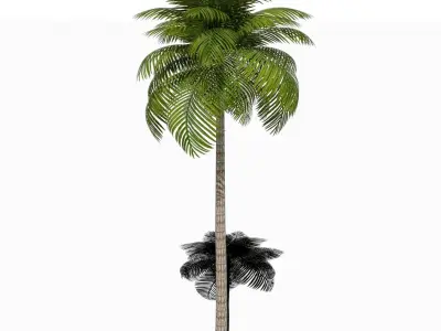 Palm Tree Low Poly Low-poly 3D model