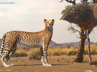  Cheetah Rigged 