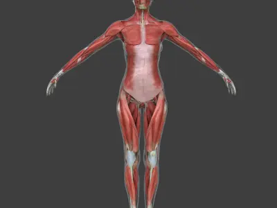 Muscle Anatomy Medical Edition Female 3D model