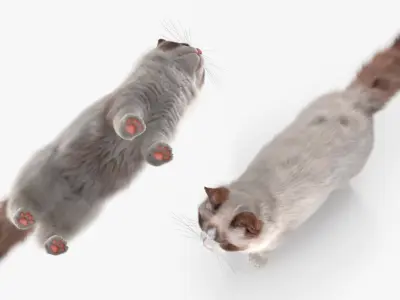  Ragdoll Cat Fur for Maya 