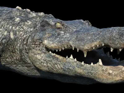  Crocodile Rigged 3D 
