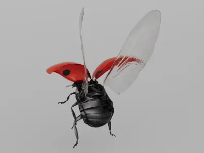  Flying Ladybug Animated Rigged for Maya 