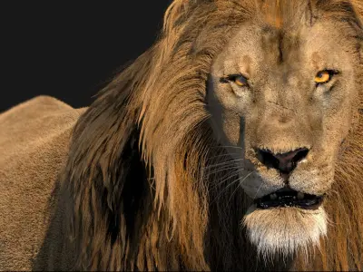  Lion Rigged Fur 3D 