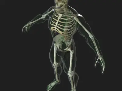 Human Lymphatic System with Full Body Skeleton 3D model