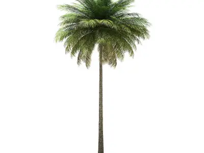 Coconut Palm Tree 3D Model 10m 3D model