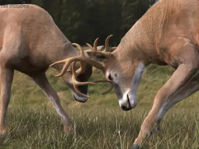  Whitetail Buck Fighting Fur 
