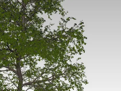 Large forest tree 3D model