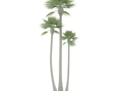Three Palm Trees 3D model