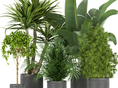 Collection plant indoor vol 5 3D Model Pack
