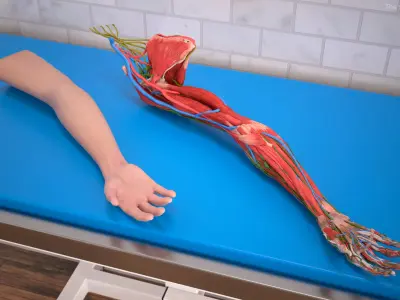  Arm Skin and Anatomy Asian Female 