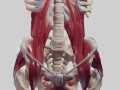 The Pelvic Floor And Post Abdominal Wall Muscles Low-poly 3D model