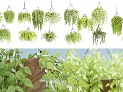 Hanging plants indoor collection-Blender 3D Model Pack