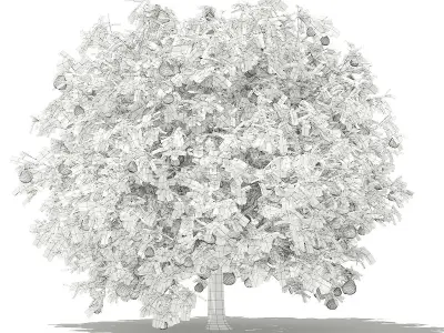 Pomelo Tree with Fruits 3D model