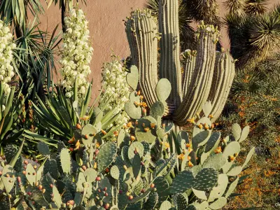  Tropical desert plant collection 