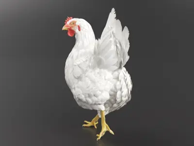  Chicken Animated Rigged for Maya Collection 