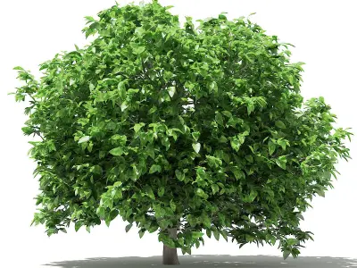 Pomelo Tree 3D model