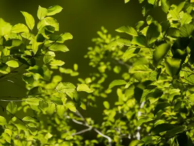  European Beech Collection 3D Scanned Animated 