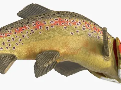  Swimming Salmonid Brown Trout 
