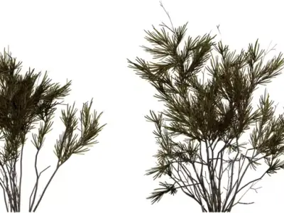 Stylized Rosemary Shrub Pack  Low-poly 3D model