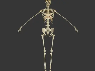 Female with Skeleton 3DSmax 3D model