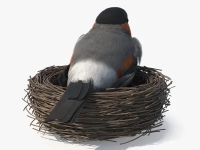  Bullfinch Male Bird with Red Belly in Nest 