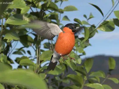  Bullfinch Male Bird Flying Animated Rigged For Maya 