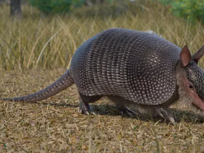  Armadillo in Walking Pose Black Fur for Cinema 4D 