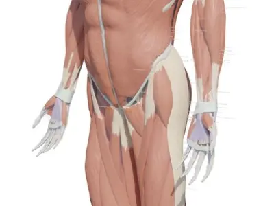  Complete Homan body anatomy male anatomy 