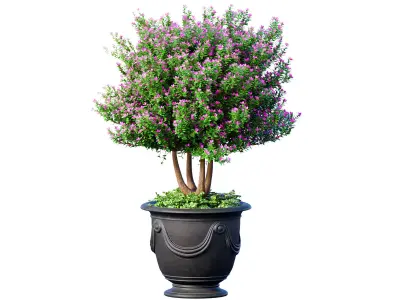 Ornamental tree is a plant classic potted Indoor plant balcony 3D model