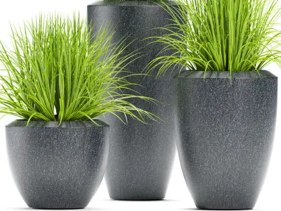 GRASS plant 111 3D model