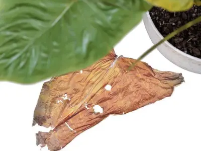 Elephant ear Caladium with green and dry leaves 3D model