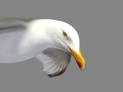  HIGH DETAILED SEAGULL 3D MODEL FULLY RIGGED &amp; ANIMATED 