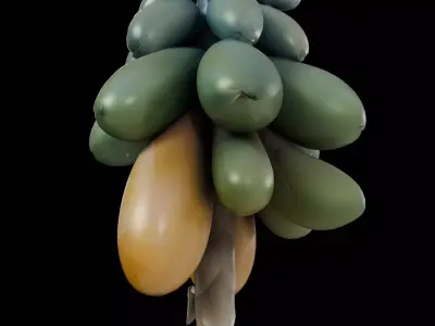 Realistic Hanging Papayas 3D model