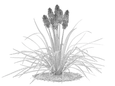 Kniphofia Plant Tritoma 3D model
