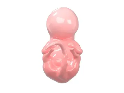 Human embryo V1 001 Low-poly 3D model