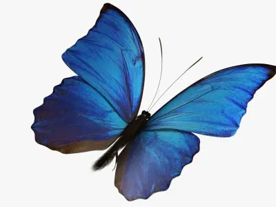  Blue Morpho Butterfly 